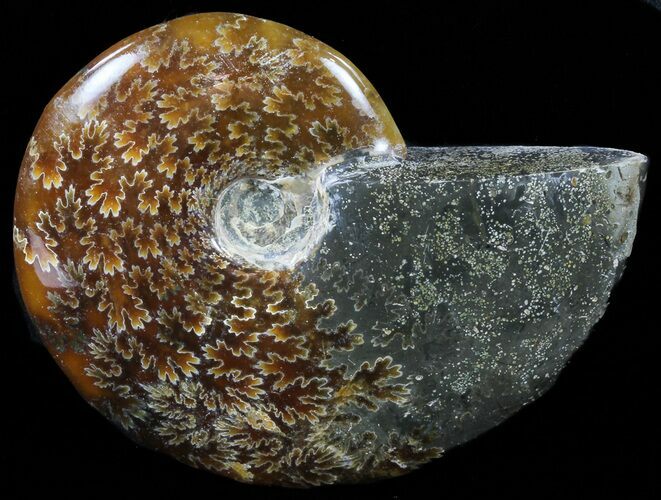 Polished, Agatized Ammonite (Cleoniceras) - Madagascar #59857